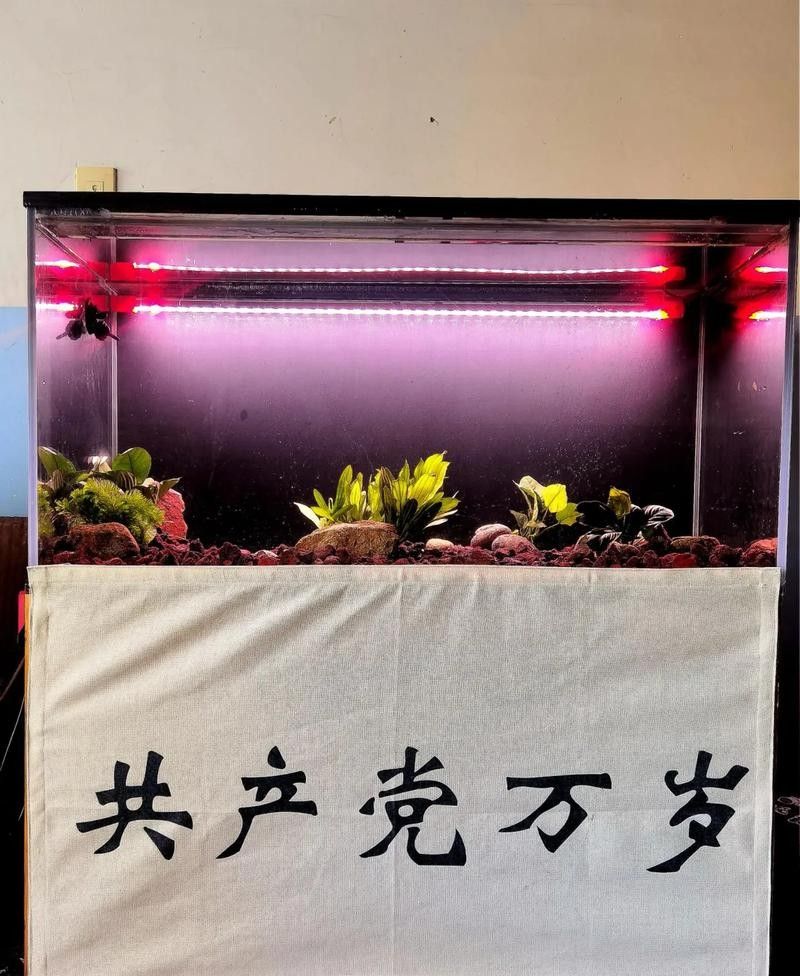 金龍魚用金色的燈好嗎圖片大全