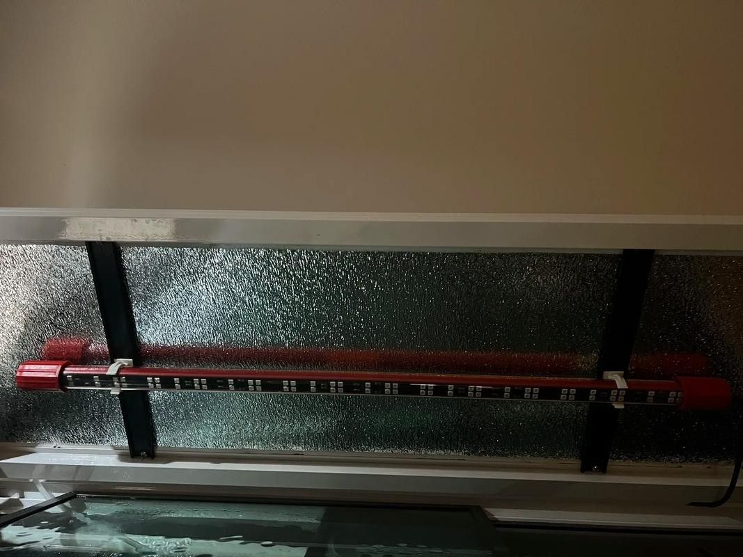 金龍魚用金色的燈好嗎圖片大全