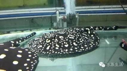 龍魚低頭游：如果您的龍魚剛剛進入一個新的魚缸環境，可能會因為不適應而表現出低頭游的行為