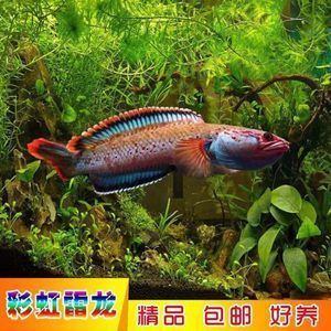 彩虹雷龍魚價格多少錢（彩虹雷龍魚的價格因品種、顏色鮮艷、體型大小以及是否有特殊標記等因素而異）