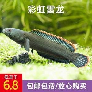 彩虹雷龍魚價格多少錢（彩虹雷龍魚的價格因品種、顏色鮮艷、體型大小以及是否有特殊標記等因素而異）