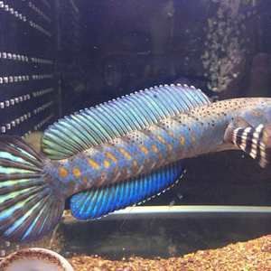 彩虹雷龍魚價格多少錢（彩虹雷龍魚的價格因品種、顏色鮮艷、體型大小以及是否有特殊標記等因素而異）