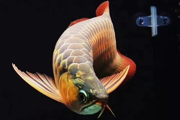 龍魚頓頭好,還是炮彈頭好：頓頭龍魚和炮彈頭龍魚的區別