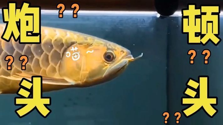 龍魚頓頭好,還是炮彈頭好：頓頭龍魚和炮彈頭龍魚的區別