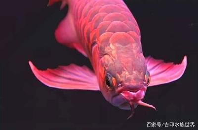 紅龍魚尺寸與魚齡的關系：紅龍魚尺寸與魚齡關系的詳細信息：紅龍魚尺寸與魚齡的關系