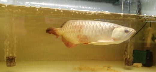 一米龍赤血紅龍魚能繁殖嗎：一米龍赤血紅龍魚有可能進行繁殖但需要滿足一系列條件和注意事項
