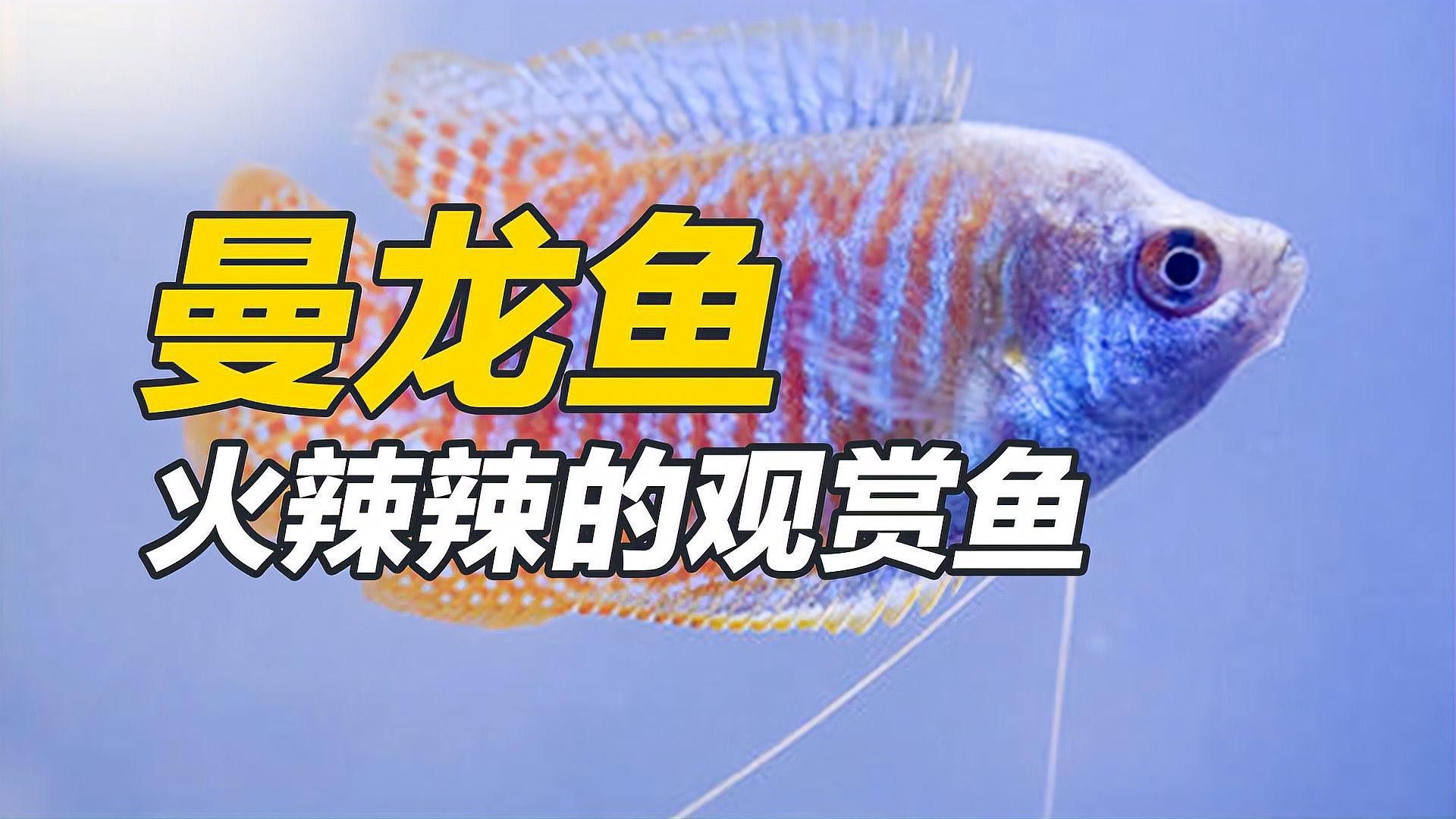 曼龍魚和銀龍魚哪個(gè)更難飼養(yǎng)？