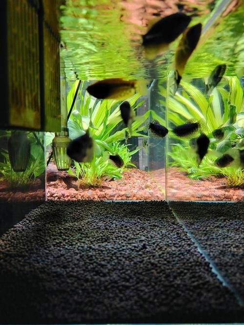 曼龍魚和銀龍魚哪個(gè)更難飼養(yǎng)？
