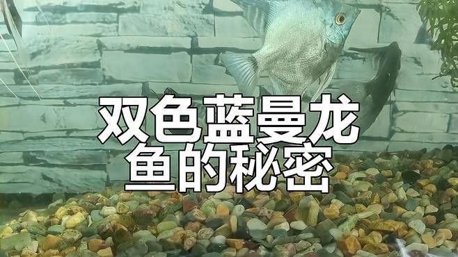 蘭曼龍魚顏色變白了