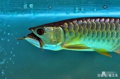 龍魚喂活食好還是凍食好：龍魚活食與凍食營養(yǎng)對比
