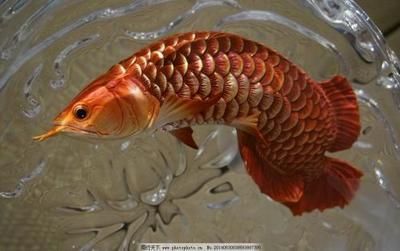 龍魚吃什么食物長得最快呢（如何挑選優質龍魚餌料，龍魚喂食后多久換水合適，龍魚日常護理要點有哪些）