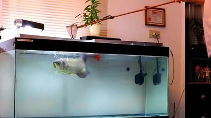 白底魚缸可以養金龍魚嗎視頻：關于金龍魚的問題