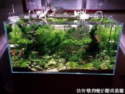 魚缸漂亮（亞克力魚缸購買指南）