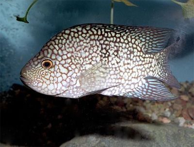 德州豹魚和龍魚可以混養嗎：德州豹魚和龍魚混養注意事項