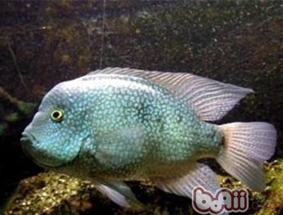 德州豹魚和龍魚可以混養嗎：德州豹魚和龍魚混養注意事項