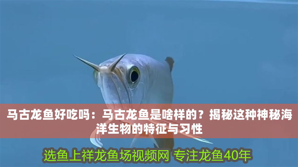 馬古龍魚好吃嗎：馬古龍魚是啥樣的？揭秘這種神秘海洋生物的特征與習性