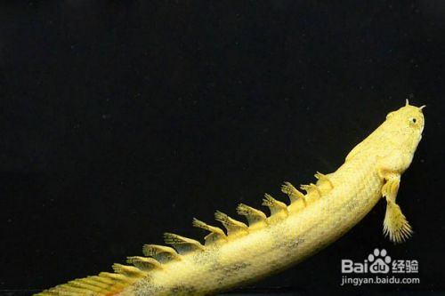 龍魚吃的飼料魚是什么魚啊，龍魚飼料魚的營養價值