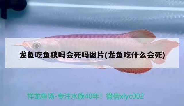 龍魚吃魚糧嗎會死嗎（龍魚可以吃魚糧嗎）