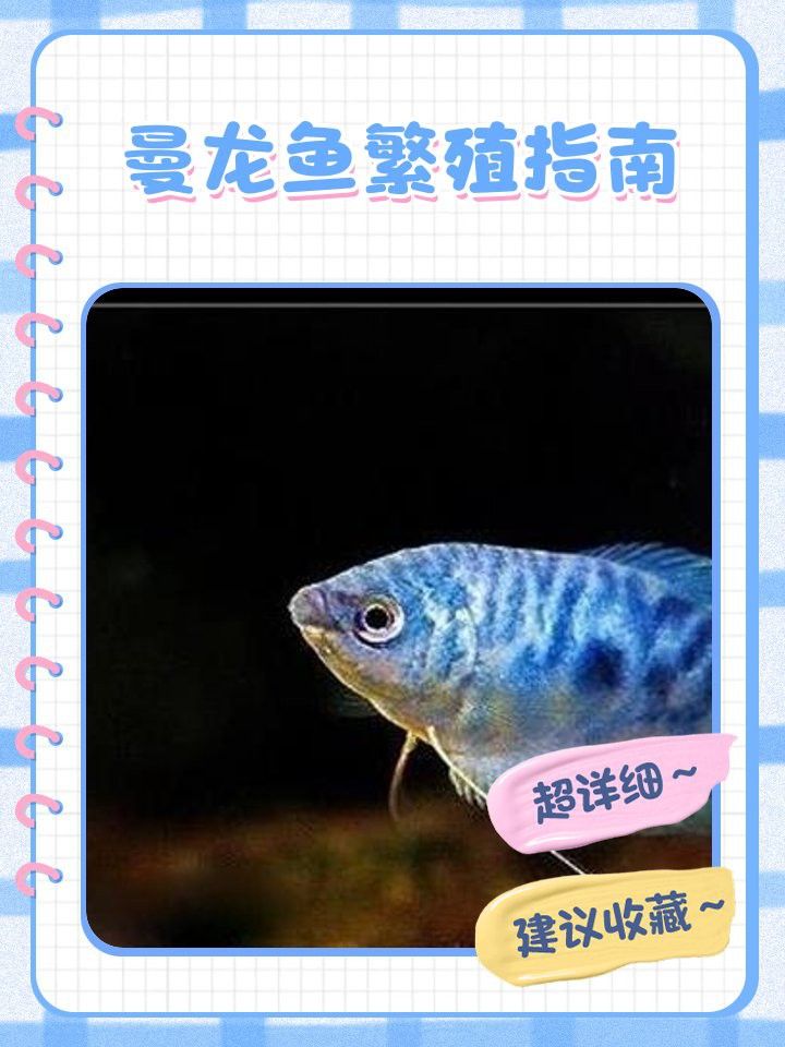如何判斷曼龍魚的繁殖狀態？