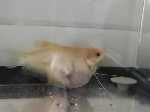如何判斷曼龍魚的繁殖狀態？