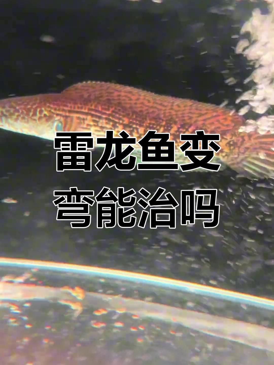 如何判斷龍魚身體彎曲的原因？