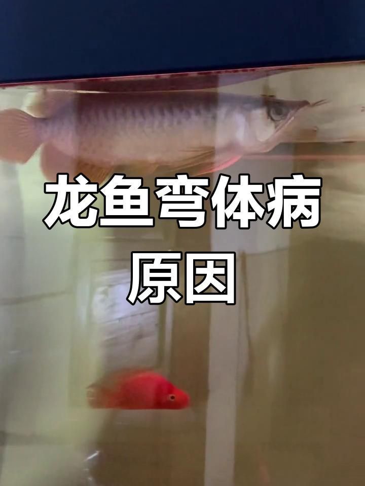 如何判斷龍魚身體彎曲的原因？