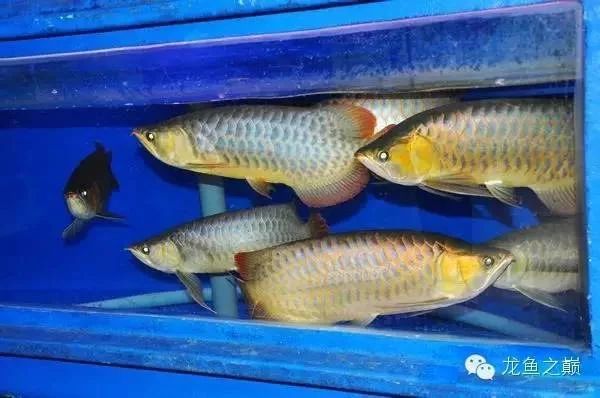 龍魚的原產(chǎn)地在哪個國家：龍魚的原產(chǎn)地包括哪個國家