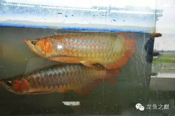 龍魚的原產(chǎn)地在哪個國家：龍魚的原產(chǎn)地包括哪個國家