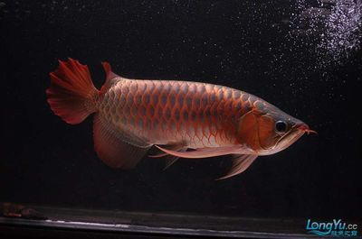55寬養紅龍魚（55cm的魚缸寬度可以養紅龍魚嗎）