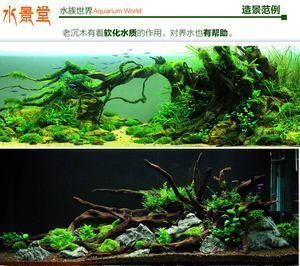 龍魚缸放沉木有什么用處：龍魚缸中放置沉木有美化水景、提供隱蔽場所、調節水質