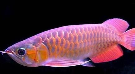紅龍魚上色用多少色溫的燈照：紅龍魚的上色效果與所使用的燈光的關系與使用方法