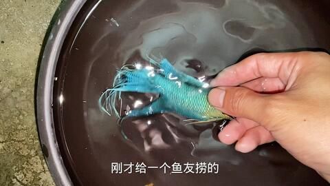 雷龍魚可不可以吃，雷龍魚可以食用但需要確保其來源可靠且新鮮且新鮮
