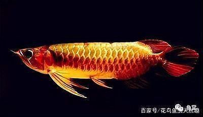 如何判斷金龍魚是否開始爬背？