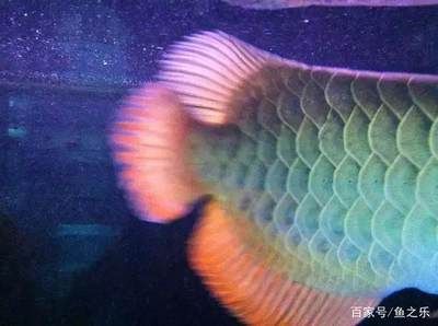龍魚為什么要剪尾：龍魚剪尾對游動速度的影響
