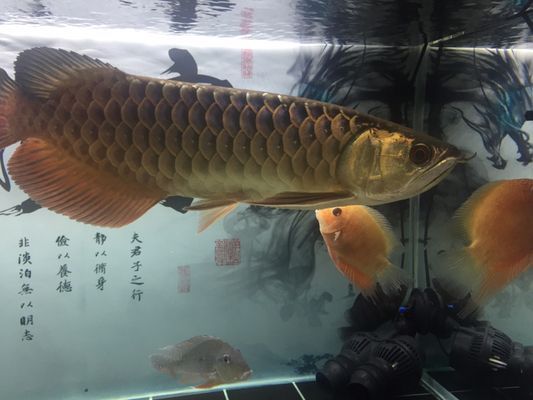 龍魚為什么要剪尾：龍魚剪尾對游動速度的影響