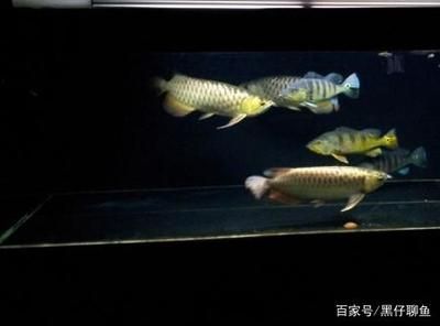 龍魚撞缸撞死了：龍魚撞缸處理方法
