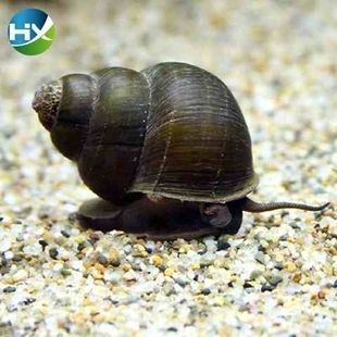 龍魚的糞便需要每天都清理嗎為什么：龍魚的糞便需要每天都清理嗎