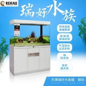 龍魚缸適合養什么魚好：龍魚缸適合養什么樣的魚