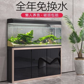 龍魚缸適合養什么魚好：龍魚缸適合養什么樣的魚