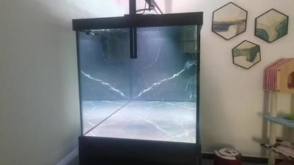龍魚缸適合養什么魚好：龍魚缸適合養什么樣的魚