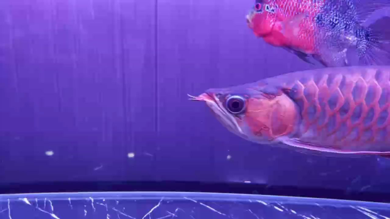 虎魚天天黑來點赤瞳黃金 龍魚的水質多少合適 龍魚百科 龍魚的水質多少合適 龍魚的水質多少合適 龍魚百科