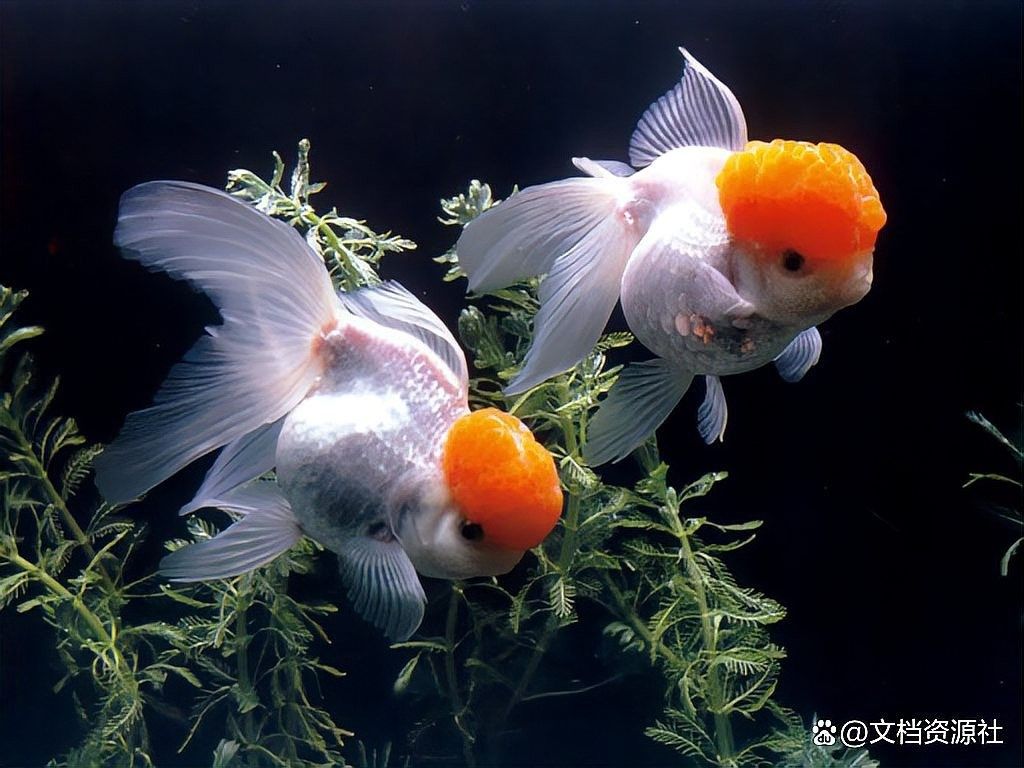 龍魚外傷恢復(fù)期間可以用藥嗎？