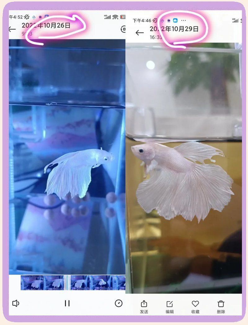 魚沉尾最簡單三個步驟