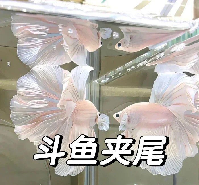 魚沉尾最簡單三個步驟