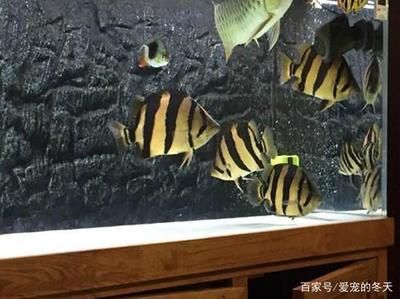 養龍魚有什么好處？：養殖龍魚有什么好處？