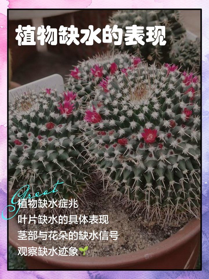 如何判斷植物小火龍是否缺水？
