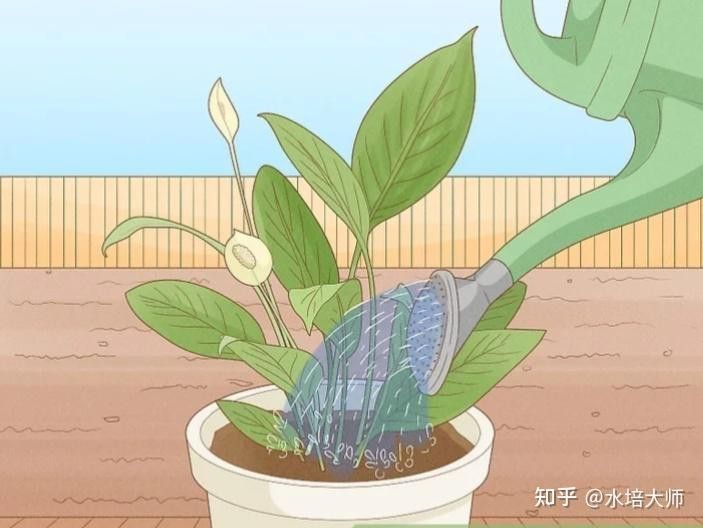 如何判斷植物小火龍是否缺水？