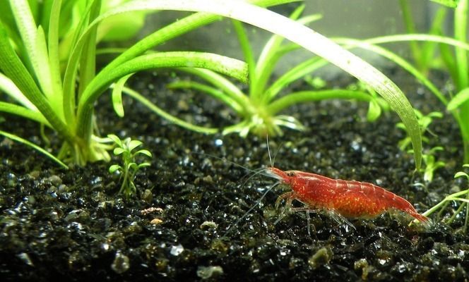 金龍魚用什么藥殺寄生蟲安全啊？：金龍魚寄生蟲治療方法