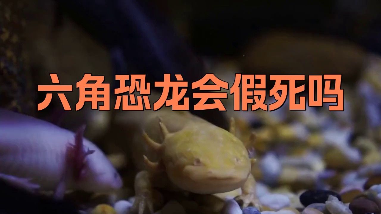 如何急救假死的六角恐龍？ 如何急救假死的六角恐龍？ 龍魚百科 第1張