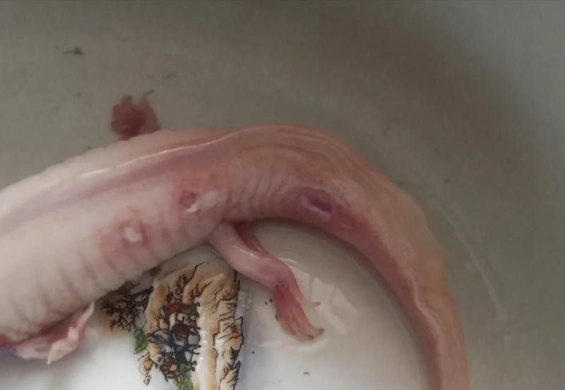 如何急救假死的六角恐龍？ 如何急救假死的六角恐龍？ 龍魚百科 第5張